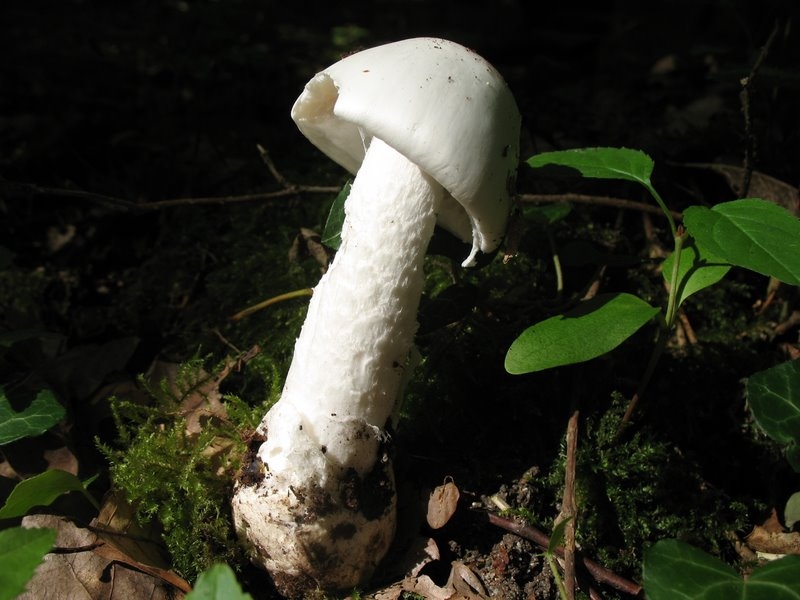 Amanita virosa 01